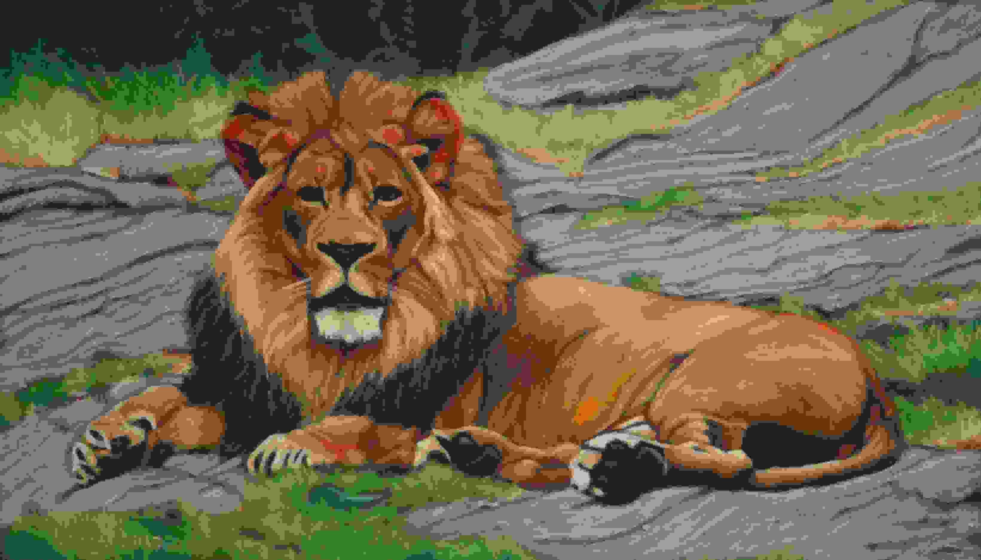 Lion